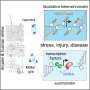 Discovery of ‘pliancy genes’ showcases role of latent epigenetic programs in retinal recovery 