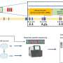 Improving cancer risk assessment and patient care: Researchers resolve uncertainty in BRCA2 testing