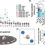 Molecule shown to produce cognitive improvement in rodents with early Alzheimer’s disease