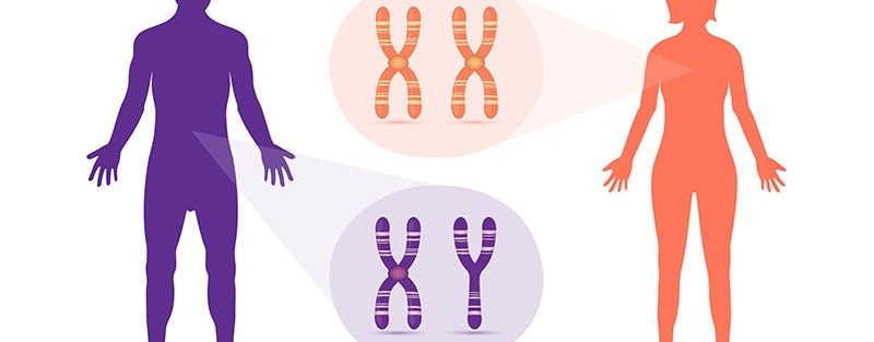 Can an Extra X Chromosome Amplify Autoimmune Disease Risk?