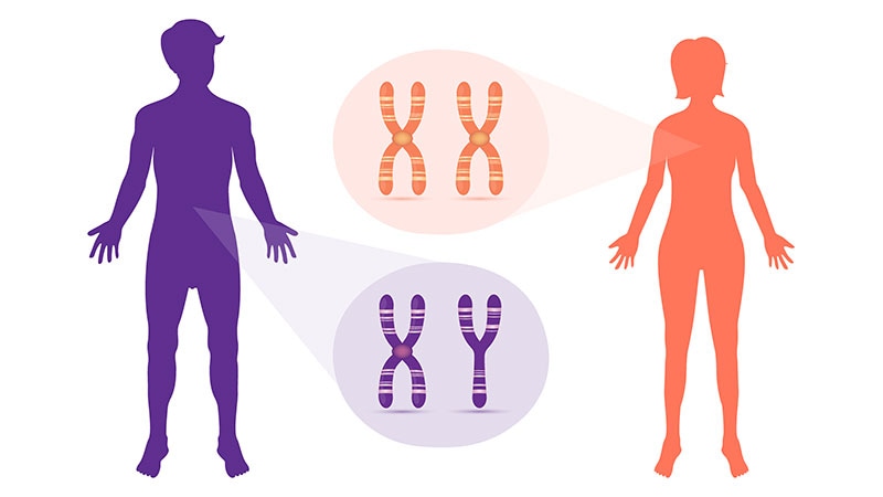 Can an Extra X Chromosome Amplify Autoimmune Disease Risk?