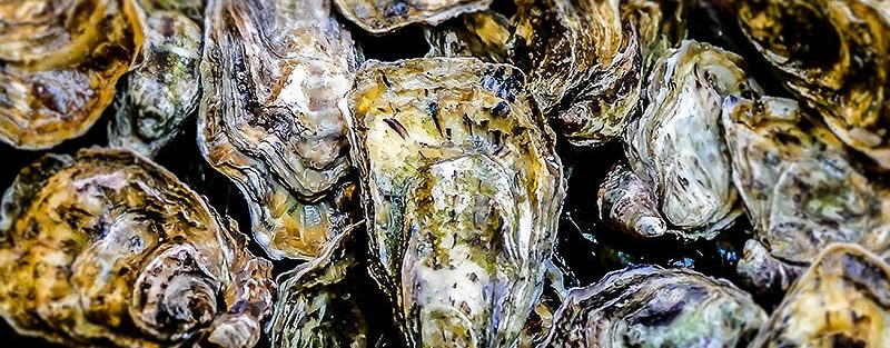 The Surprising Source of Next-Gen Antibiotics: Oyster Blood