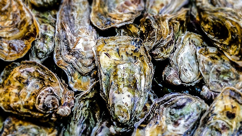 The Surprising Source of Next-Gen Antibiotics: Oyster Blood